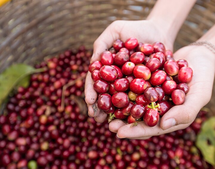Hands Holding Seattle’s Best Coffee Berries Hands Holding Seattle’s Best Coffee Berries