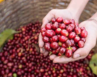 Hands Holding Seattle’s Best Coffee Berries Hands Holding Seattle’s Best Coffee Berries
