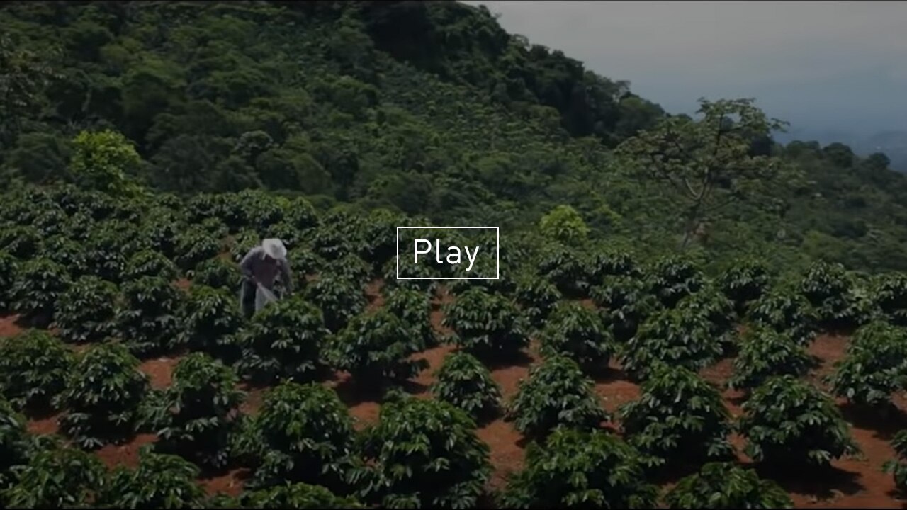 Video of Coffee Farmer Farming Ethically Sourced Starbucks Coffee