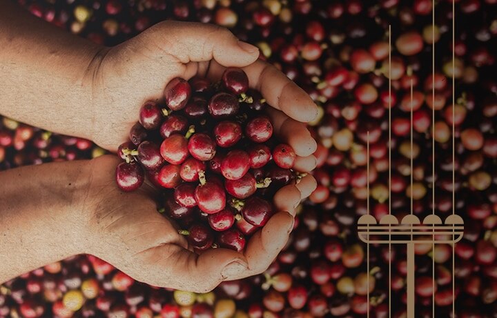 Hands Holding Seattle’s Best Coffee Berries