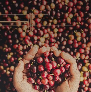 Hands Holding Seattle’s Best Coffee Berries