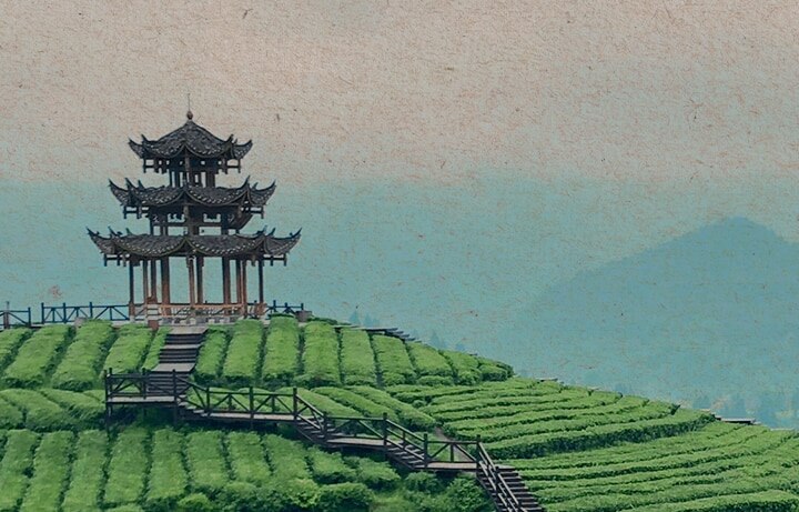 Teavana Tea Fields