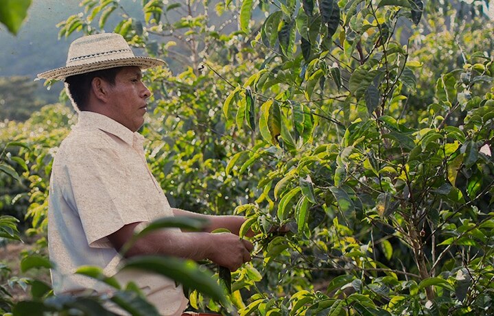 Starbucks Coffee Farmer Working in the Fields Starbucks Coffee Farmer Working in the Fields