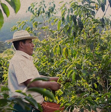 Starbucks Coffee Farmer Working in the Fields Starbucks Coffee Farmer Working in the Fields